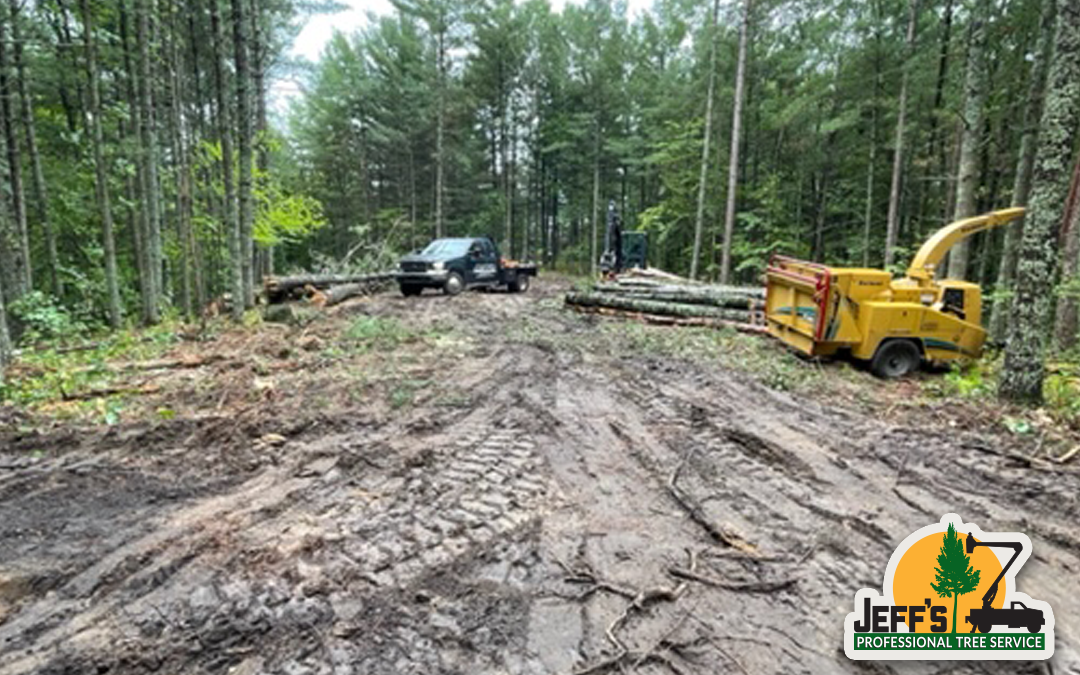 Forest clearing in Nevis, Minnesota