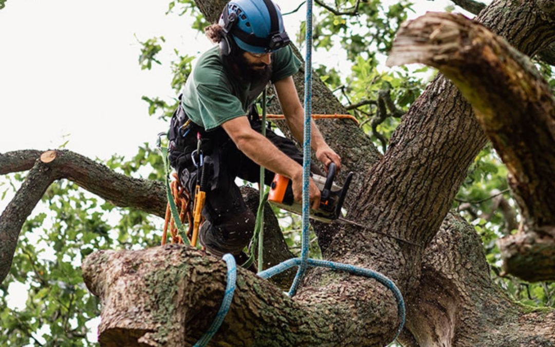 Why Local Tree Services Matter: Benefits of Choosing Jeff’s Tree Service